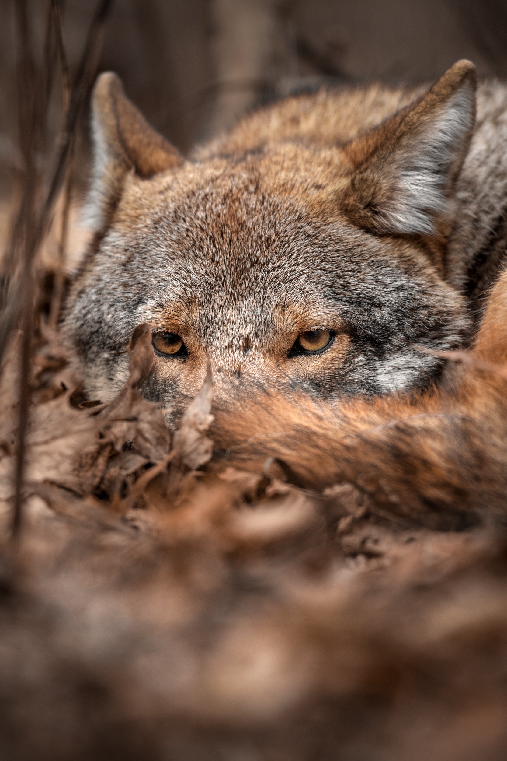 Coyote - Hiver 009