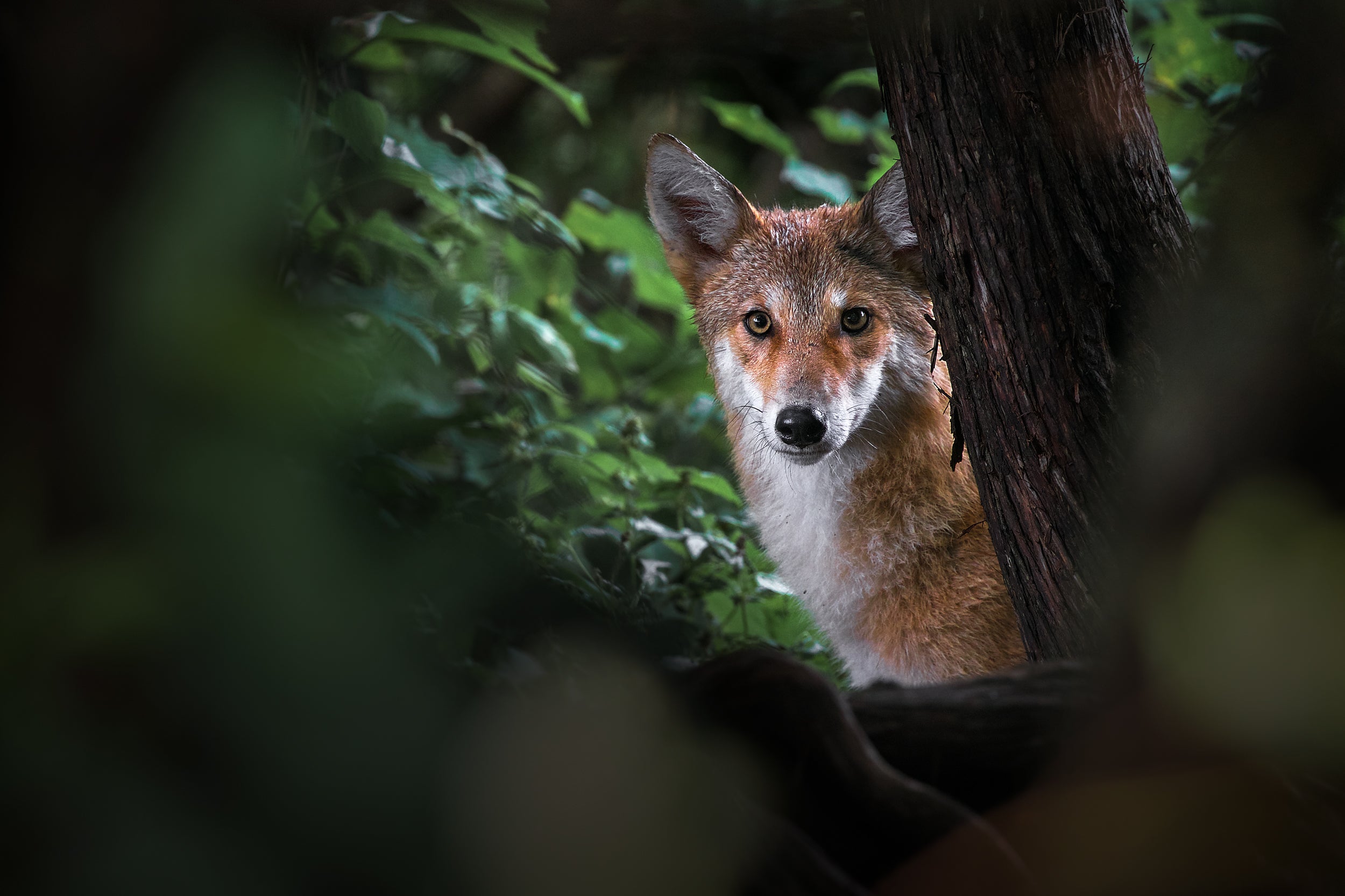 Coyote - Summer 001