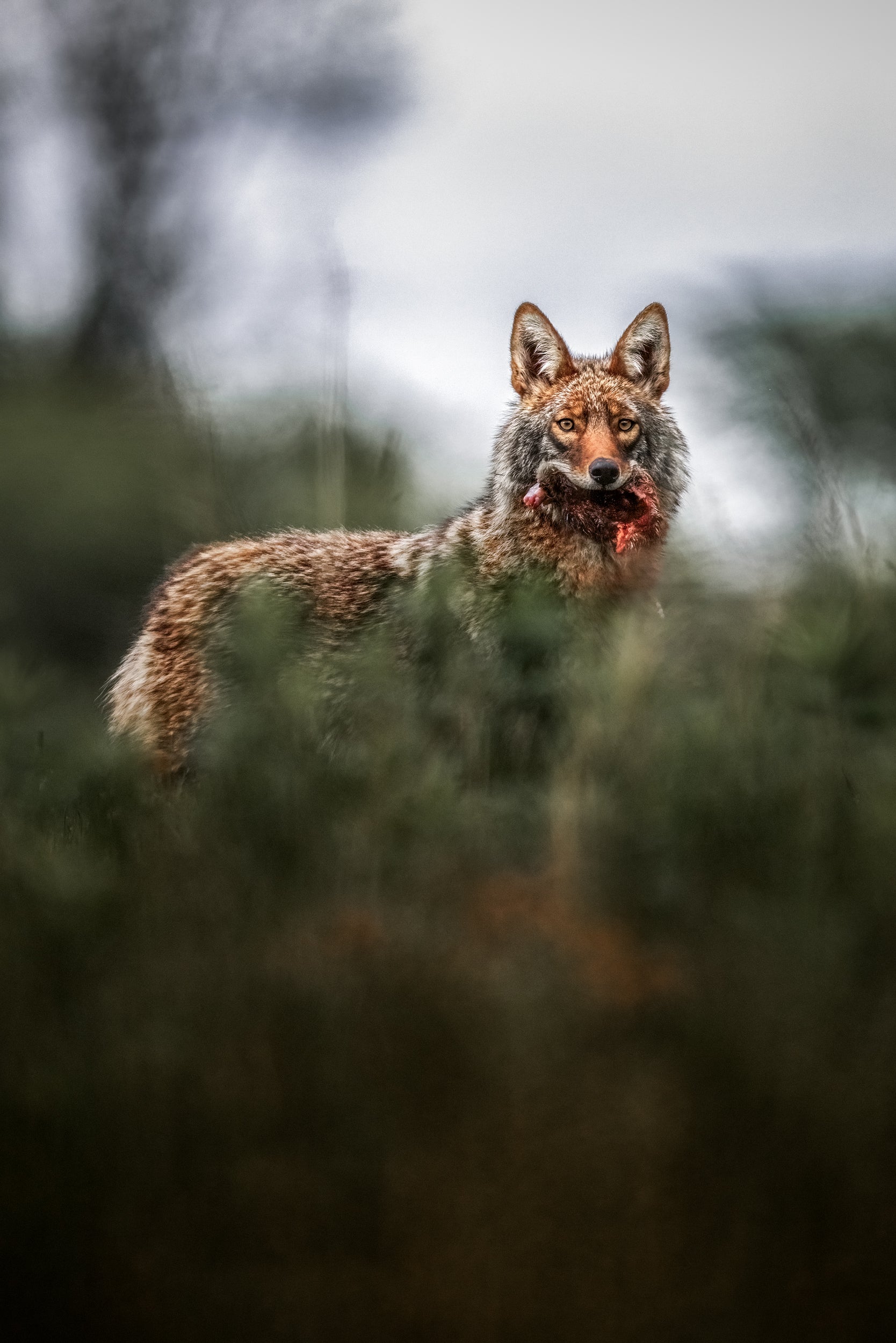Coyote - Summer 002