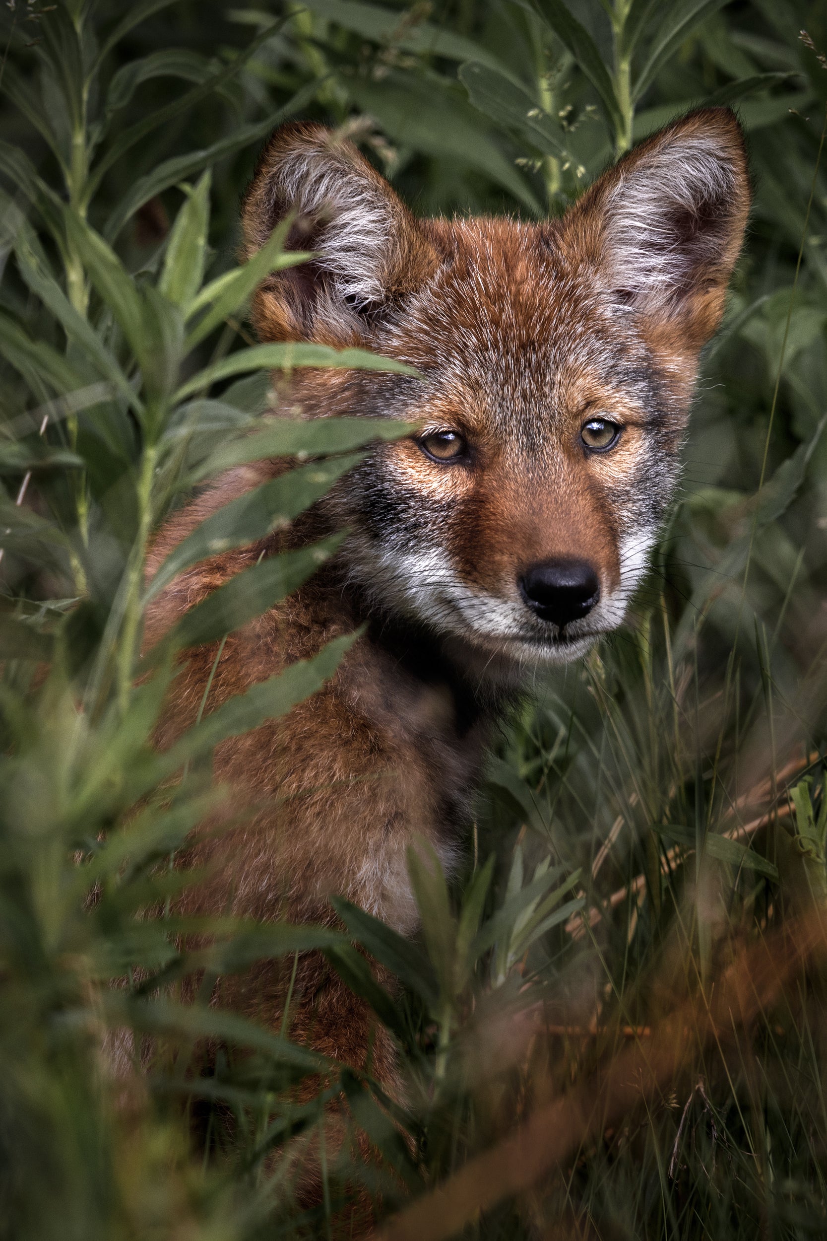 Coyote - Summer 004