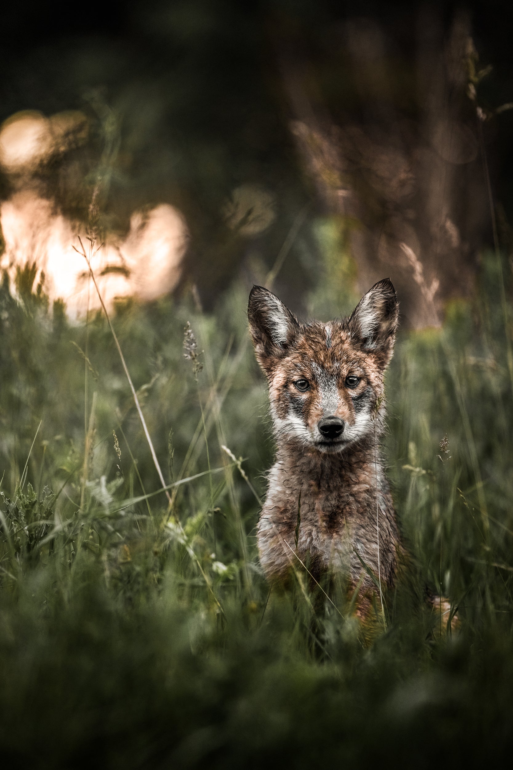 Coyote - Summer 005