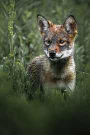 Coyote - Summer 007