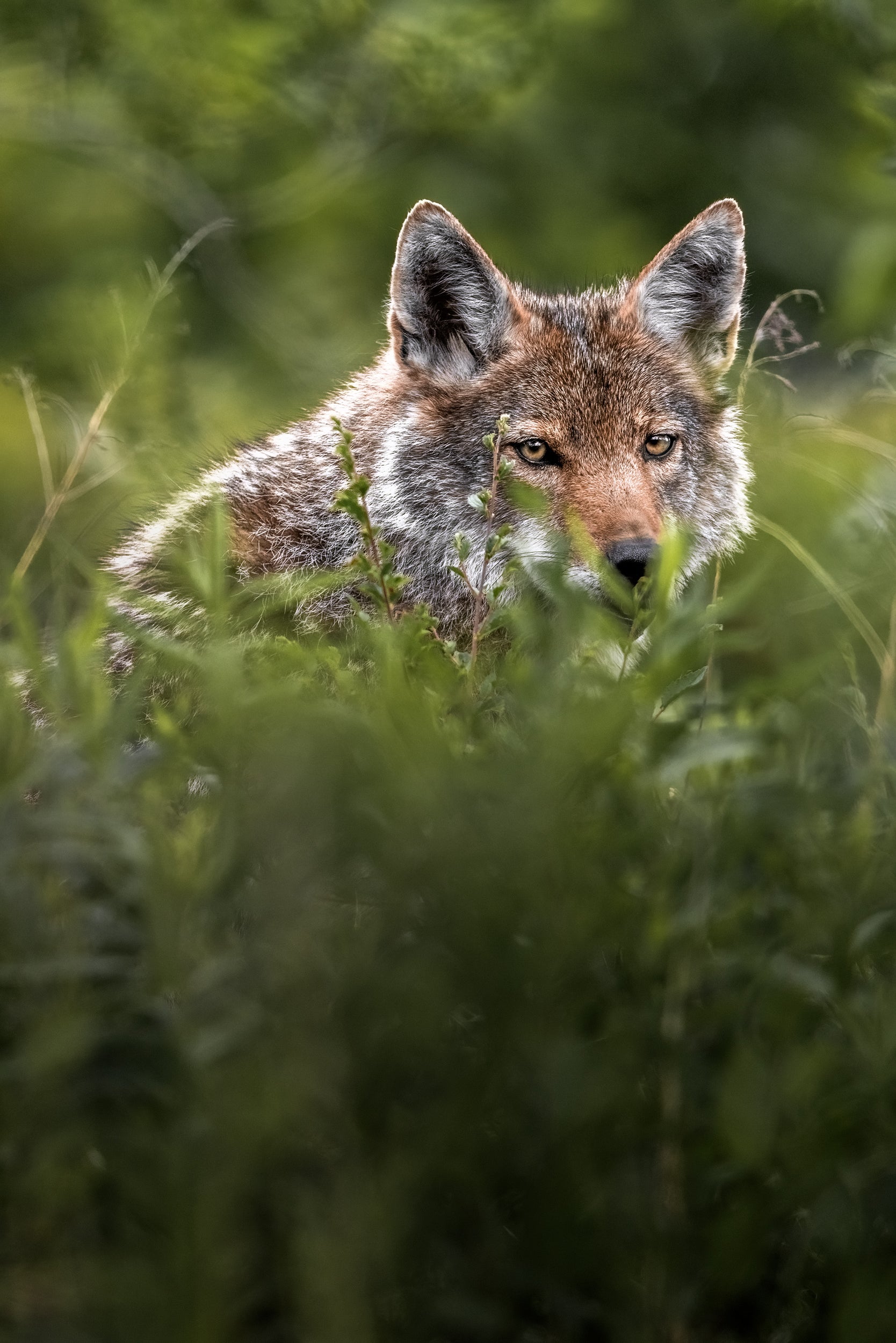 Coyote - Summer 008