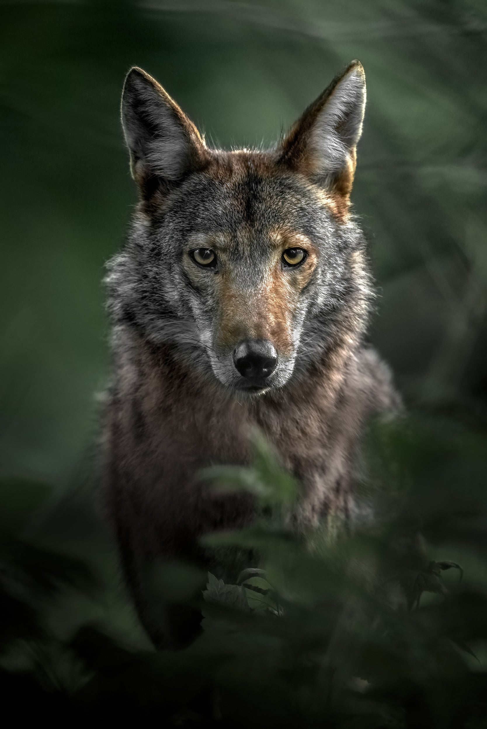 Coyote - Summer 009