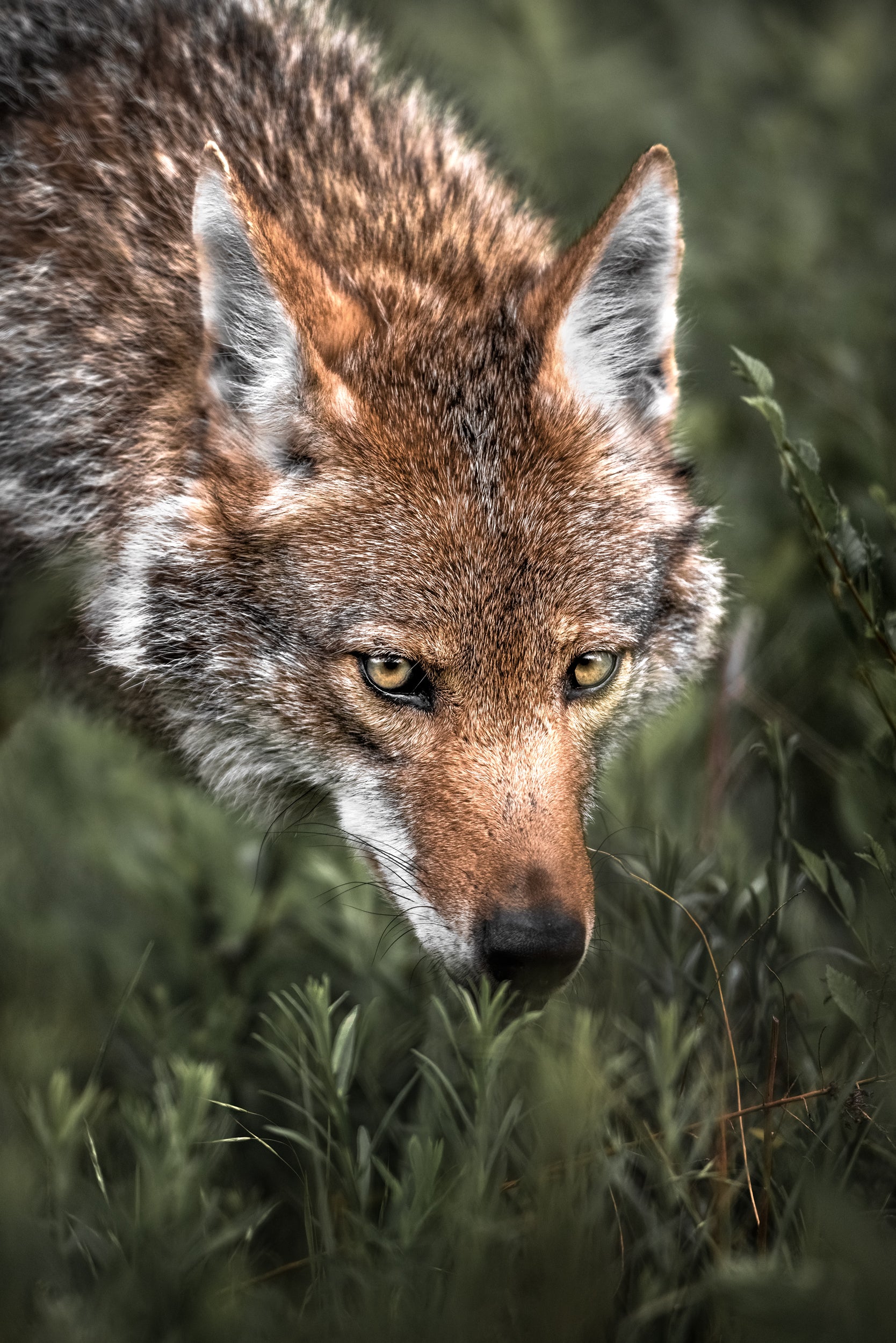 Coyote - Summer 011