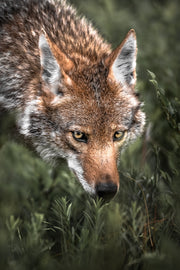 Coyote - Été 011