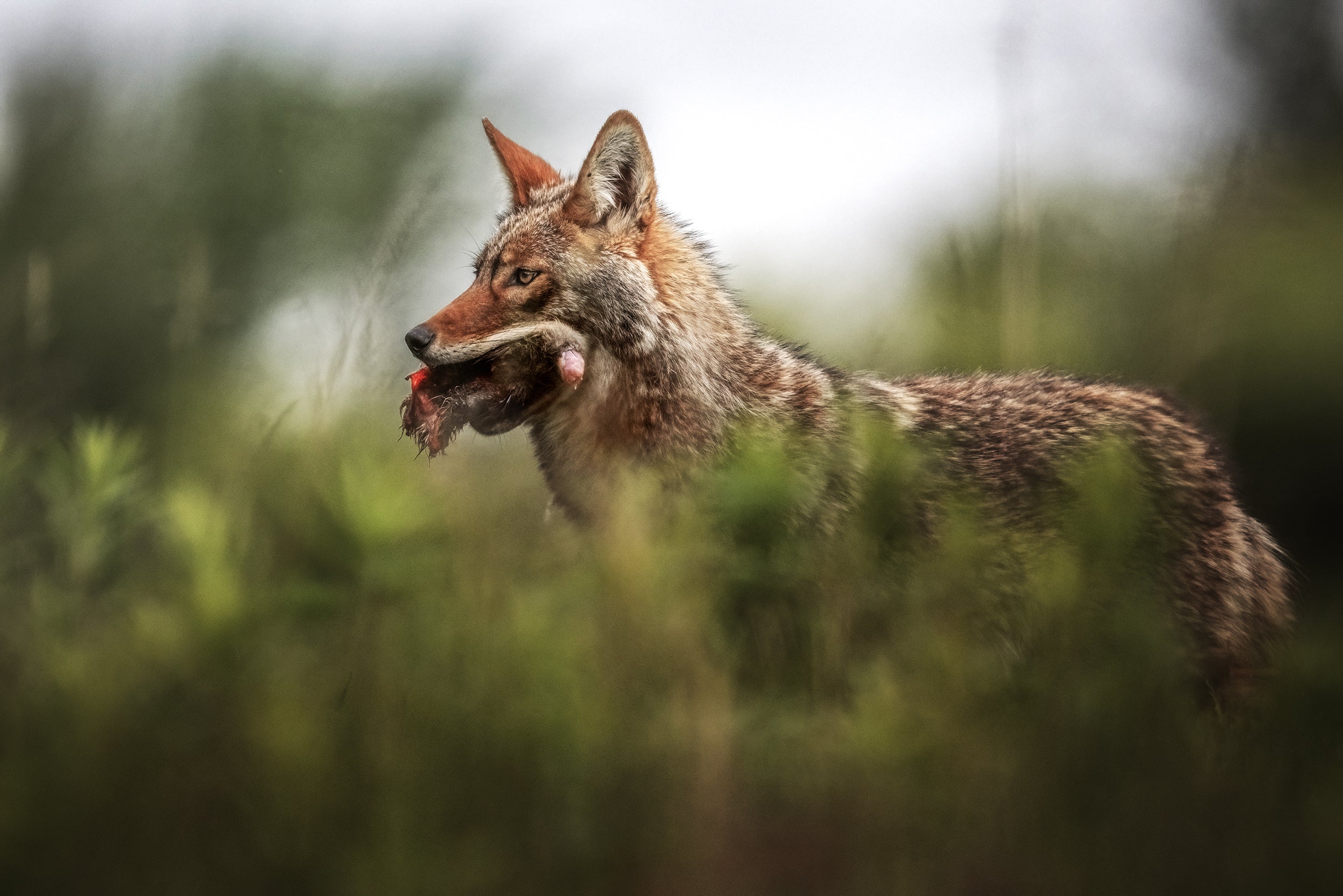 Coyote - Summer 012