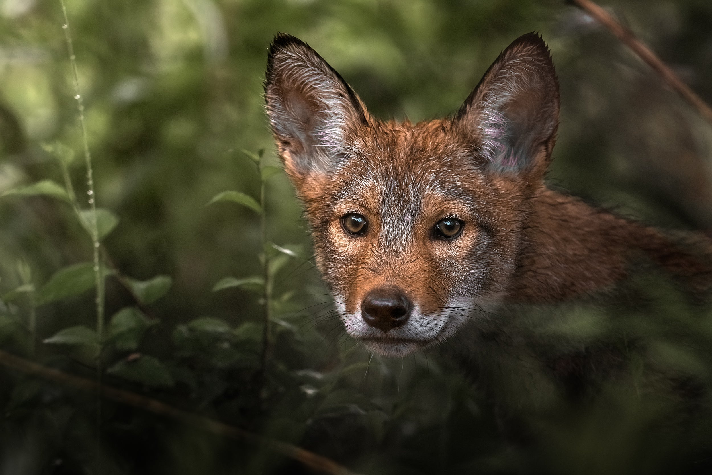 Coyote - Summer 013