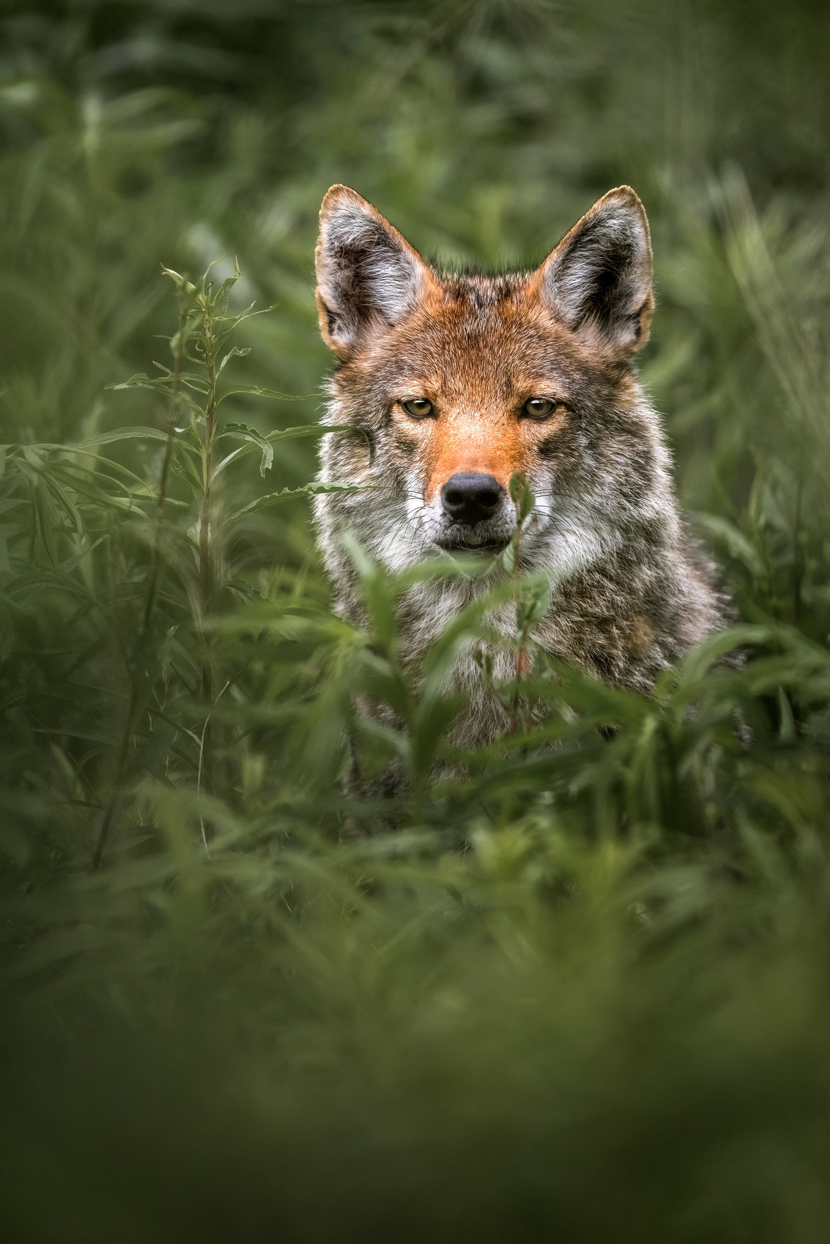 Coyote - Summer 014
