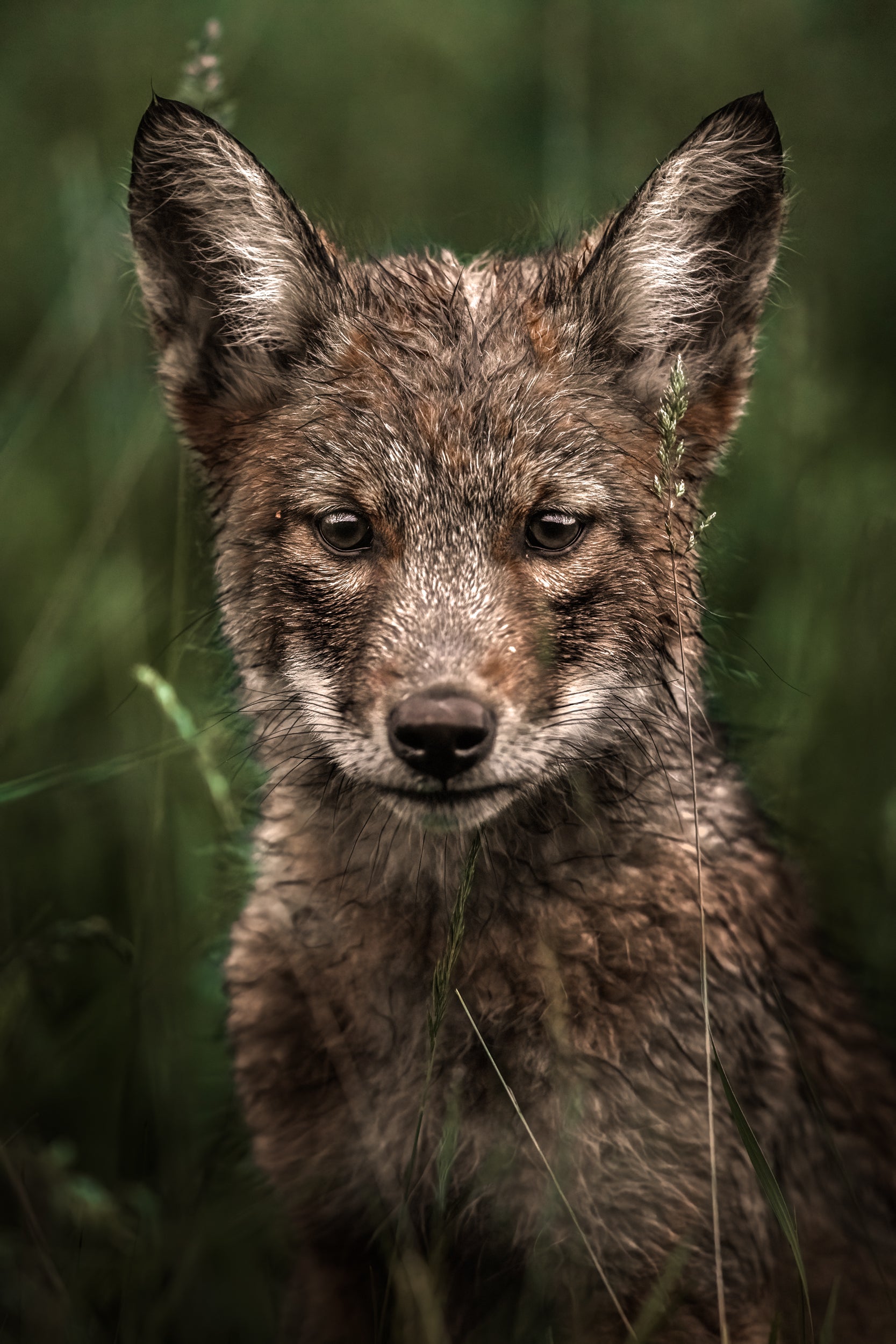 Coyote - Summer 015