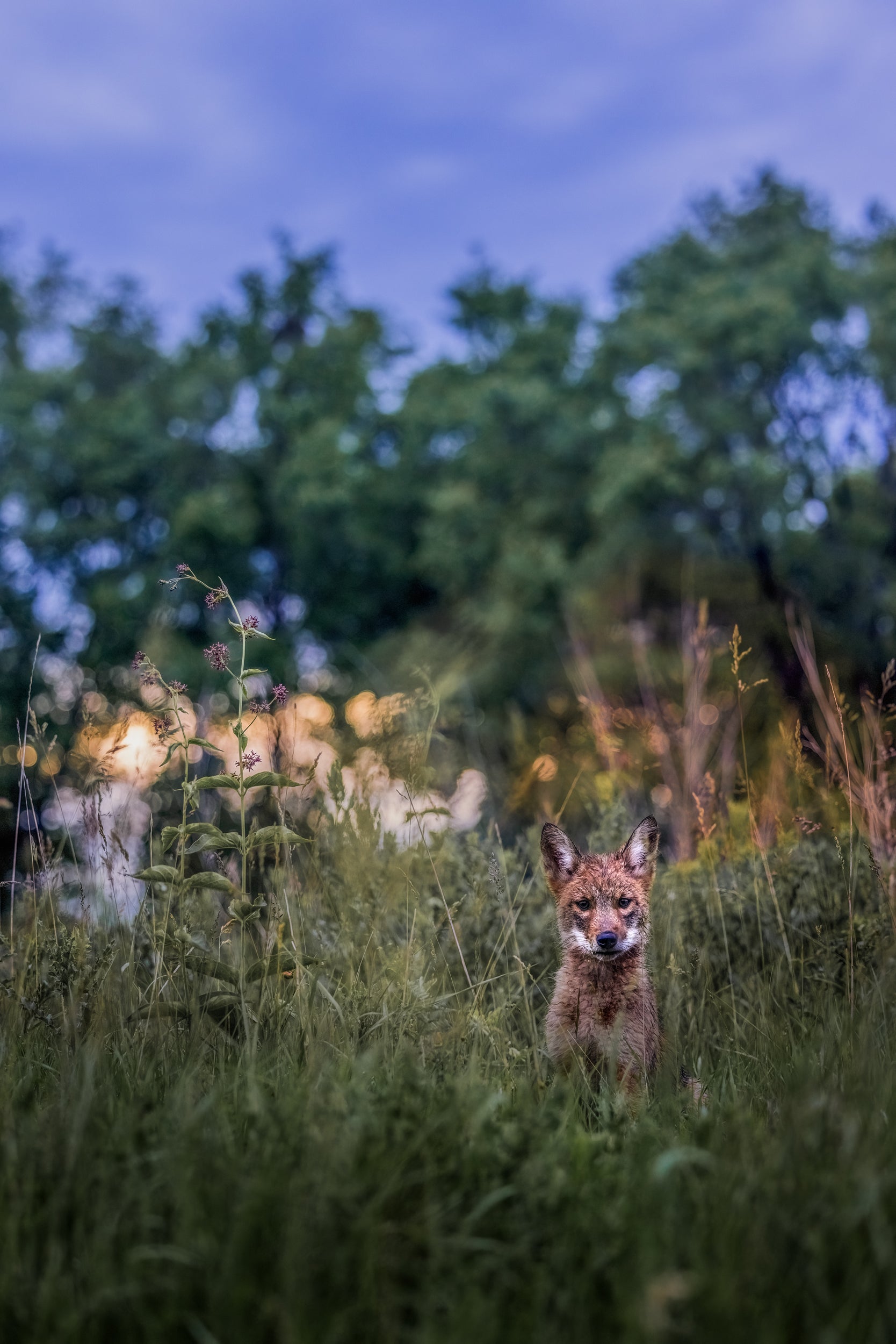 Coyote - Summer 016
