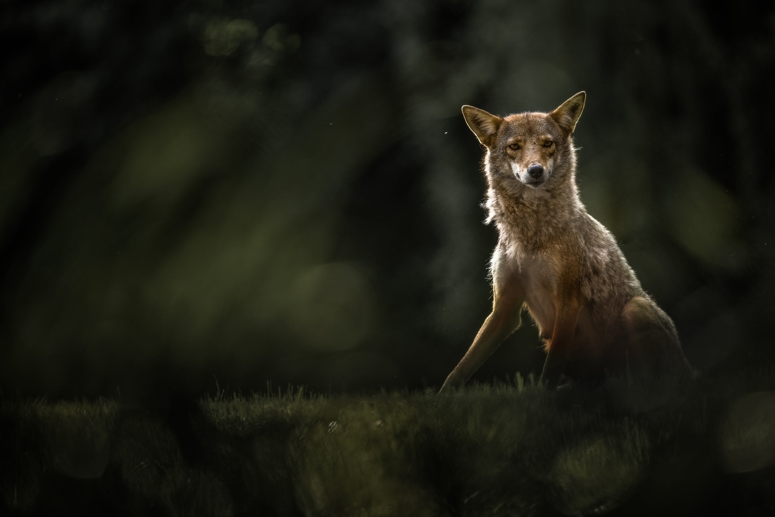 Coyote - Summer 021