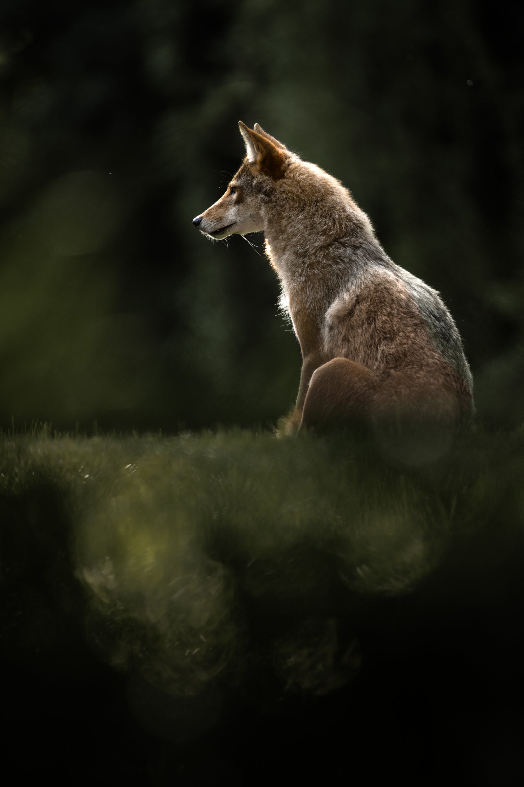 Coyote - Summer 022