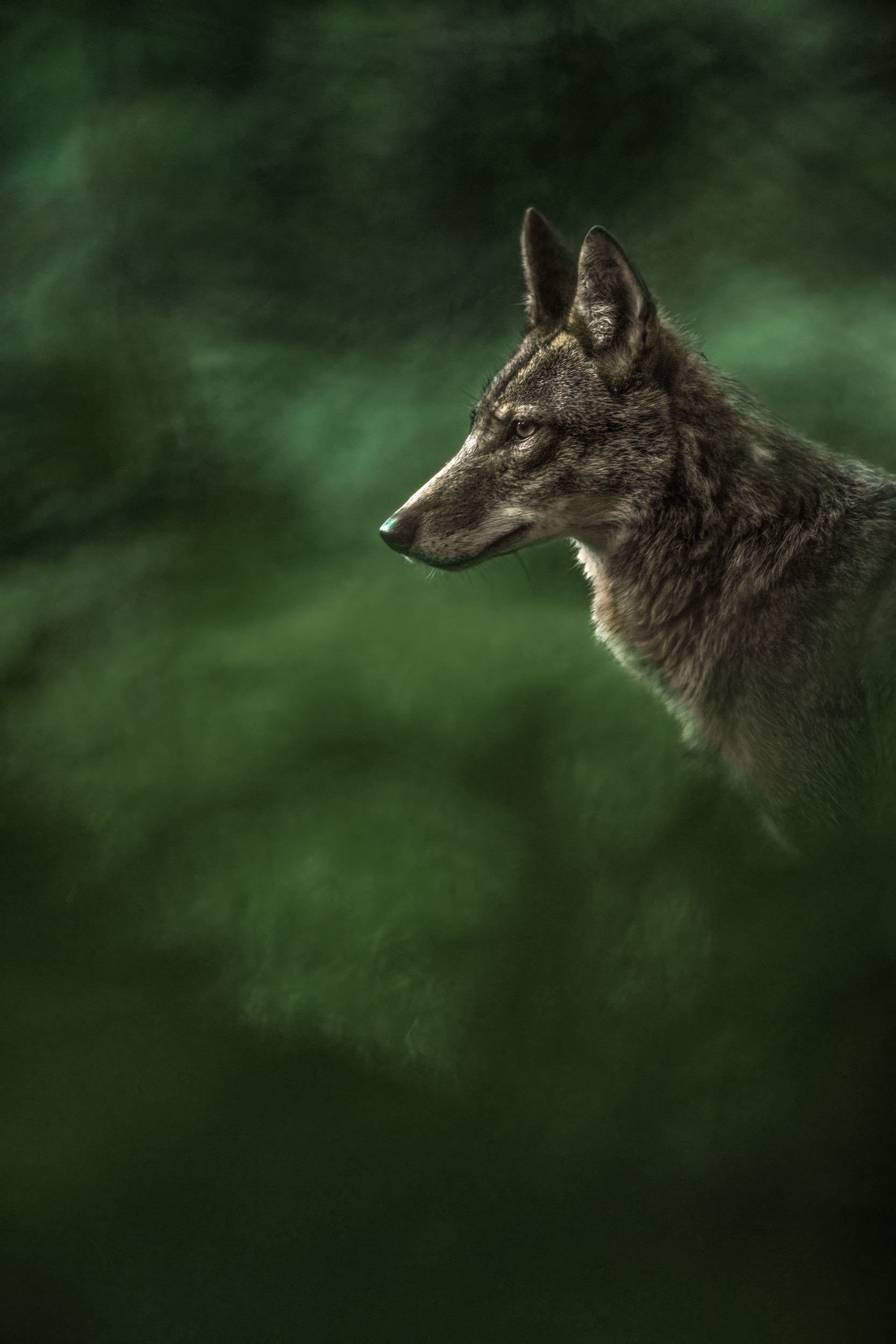Coyote - Summer 024