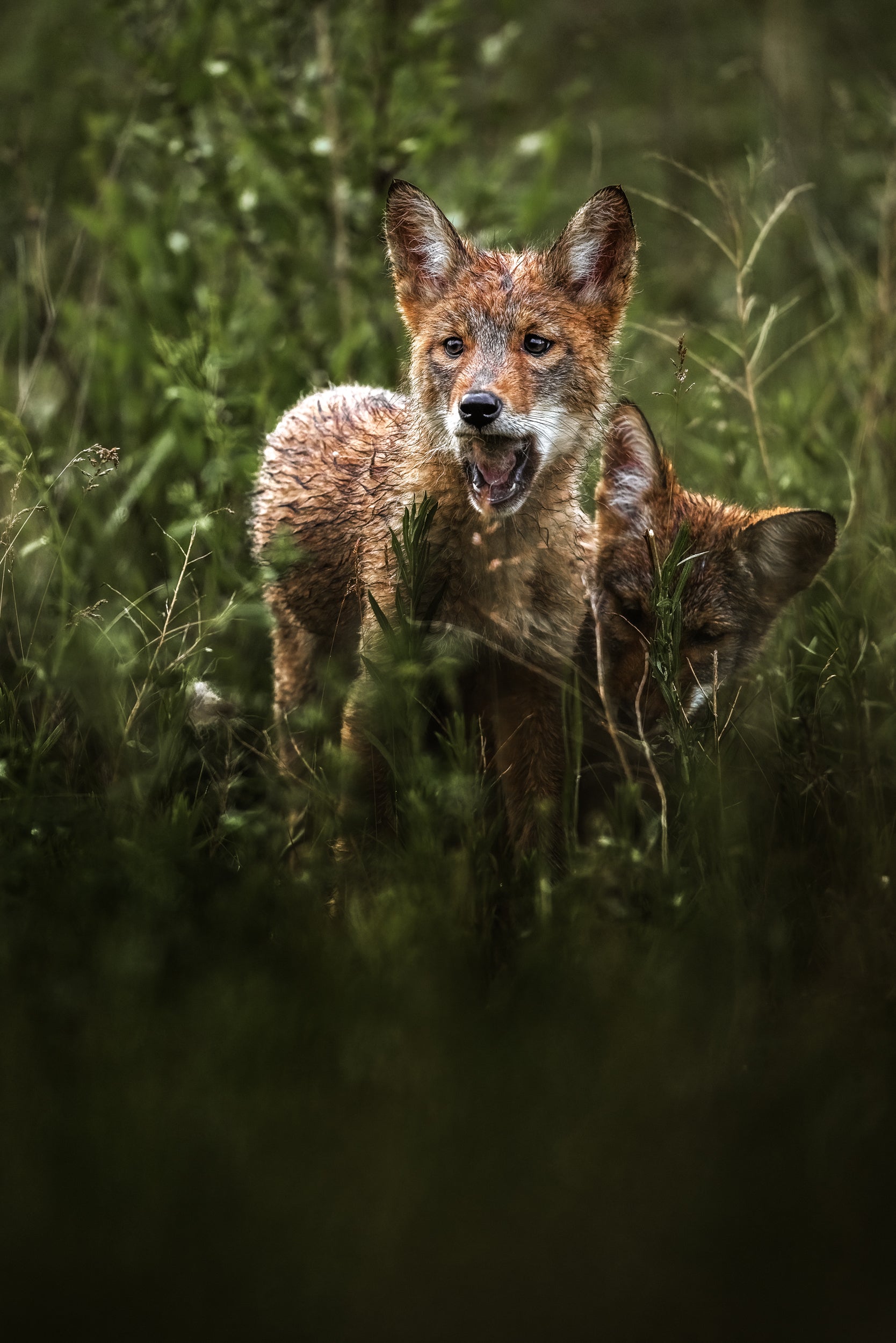 Coyote - Summer 026