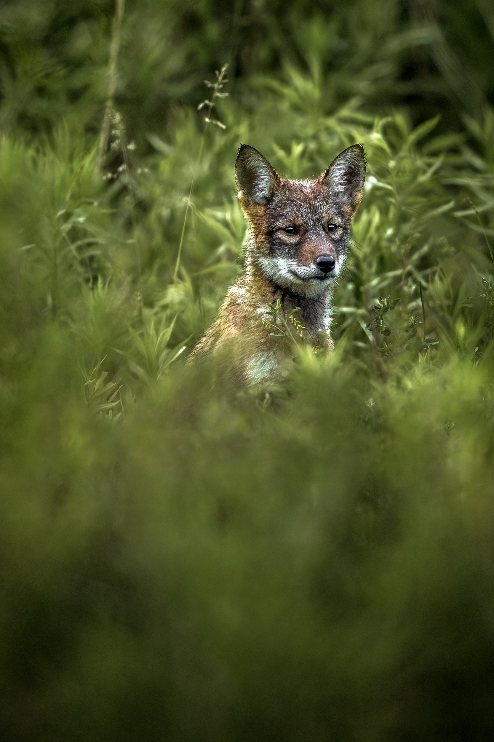 Coyote - Summer 027