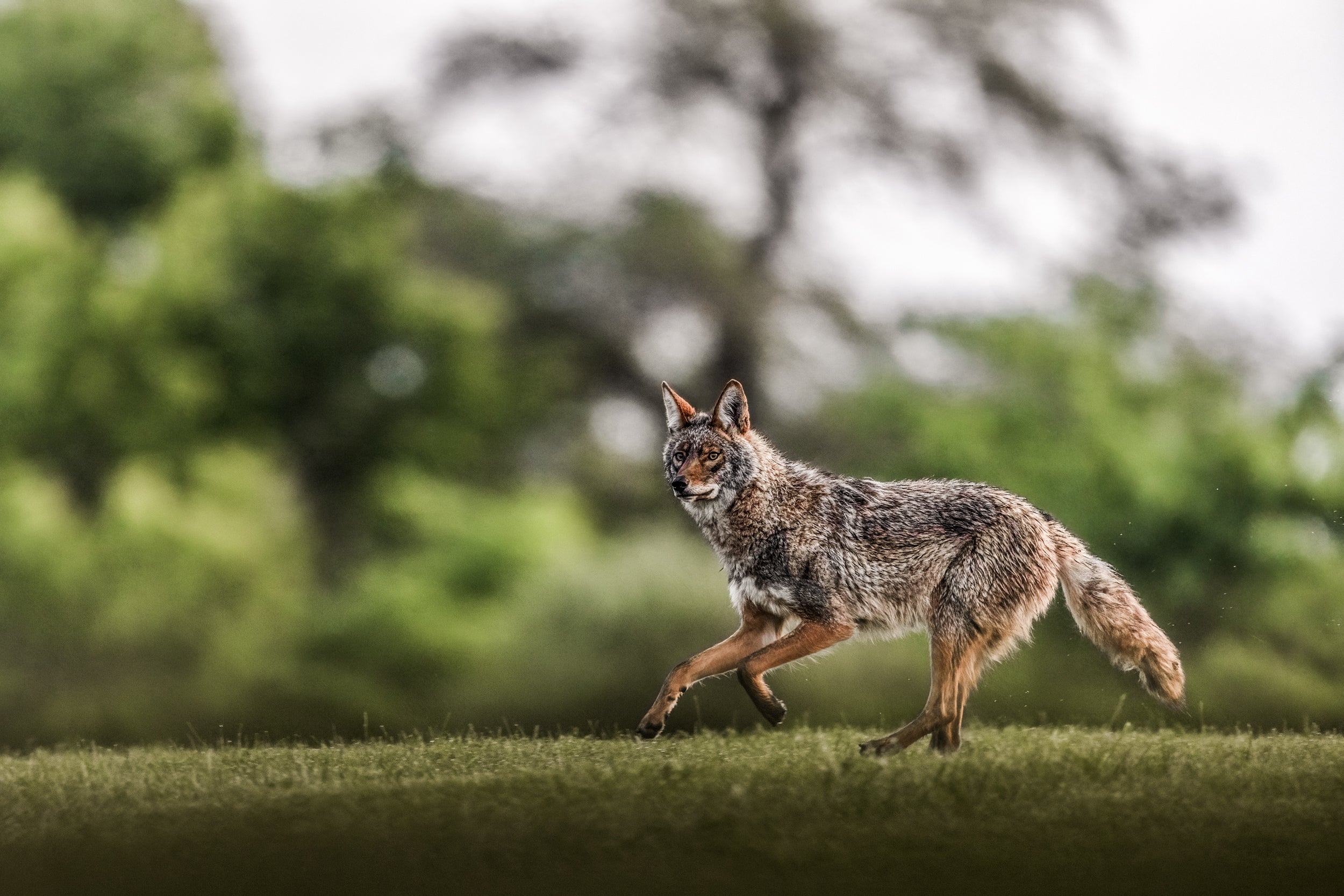 Coyote - Summer 028