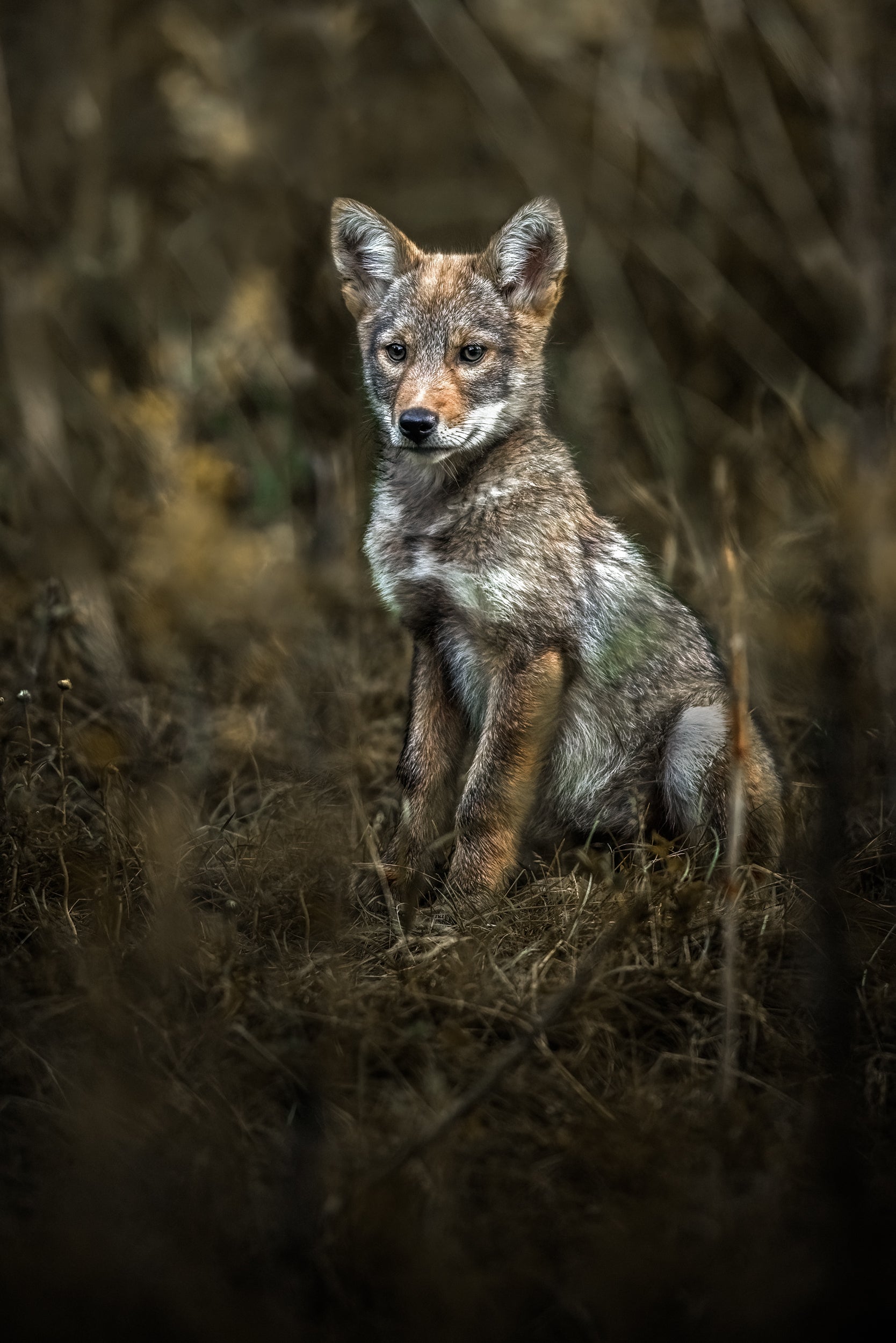 Coyote - Summer 030