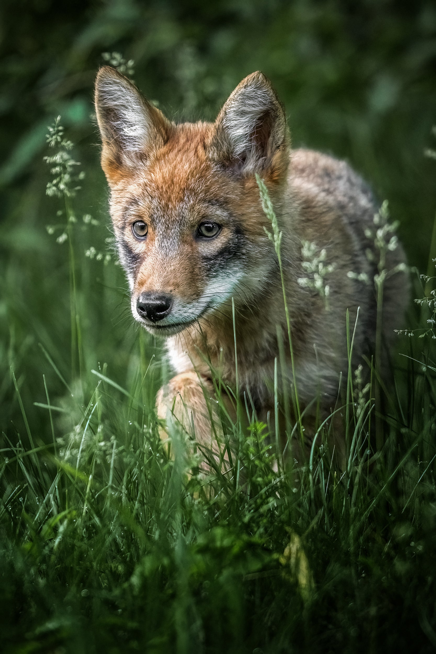 Coyote - Summer 032