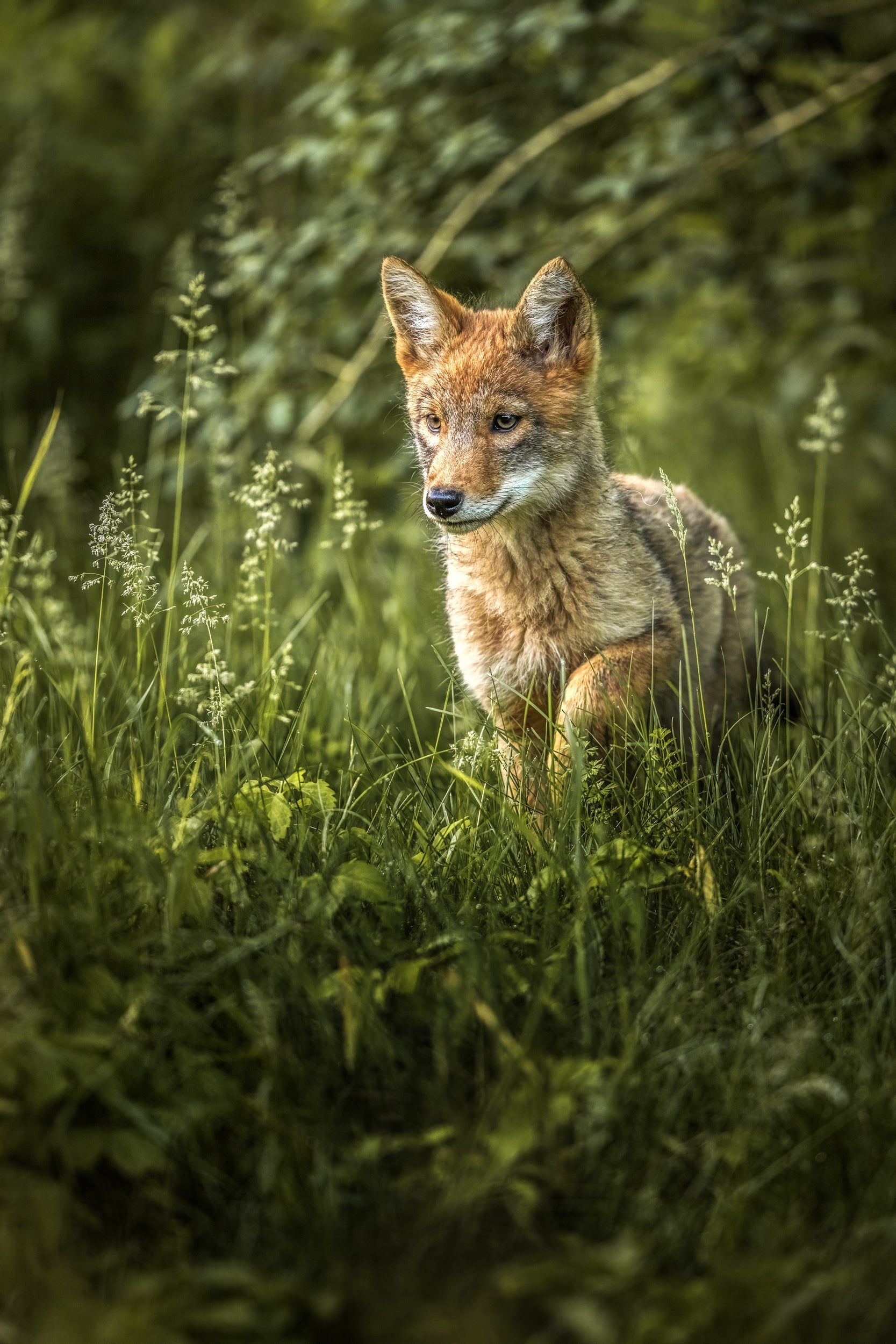 Coyote - Summer 033