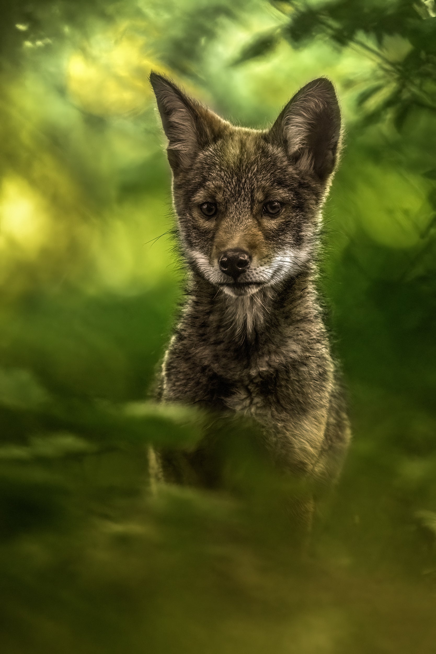 Coyote - Summer 034
