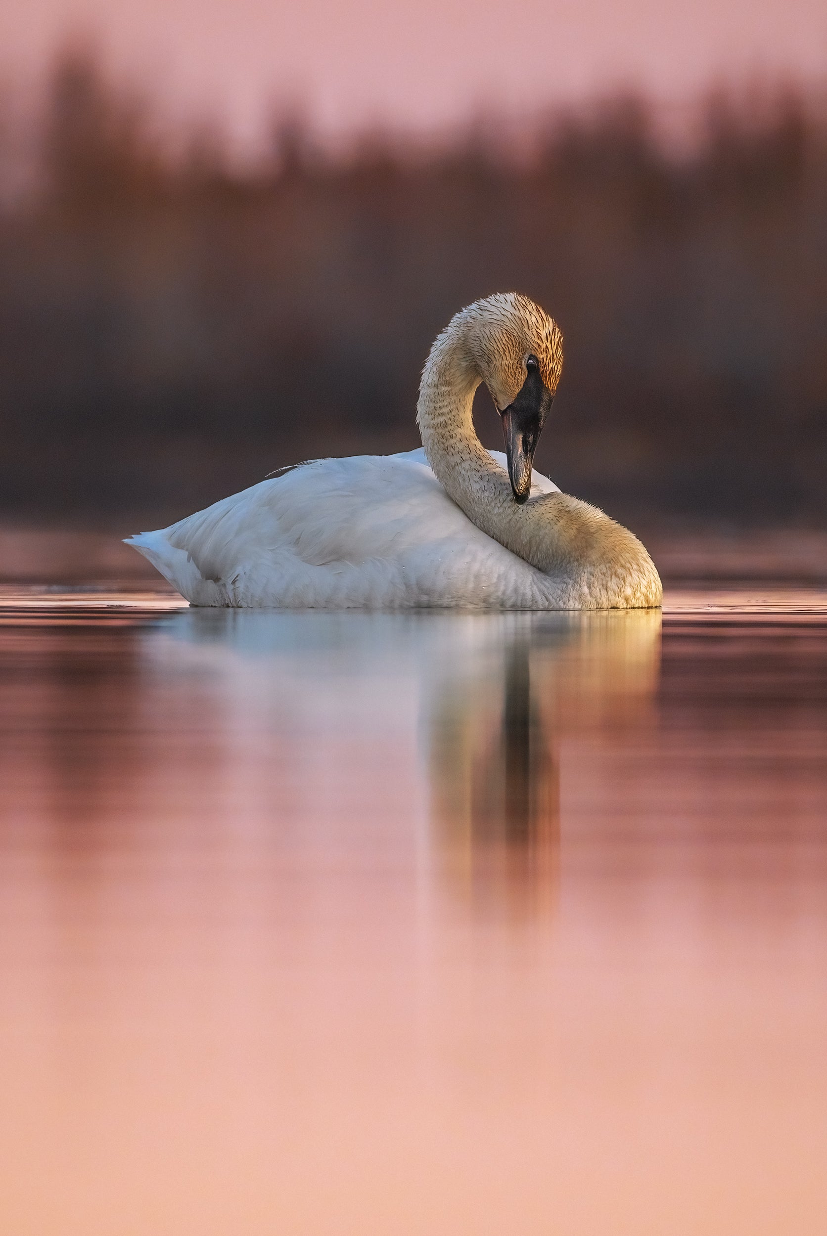 Cygne 001