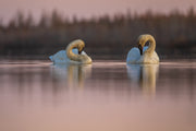 Cygne 002