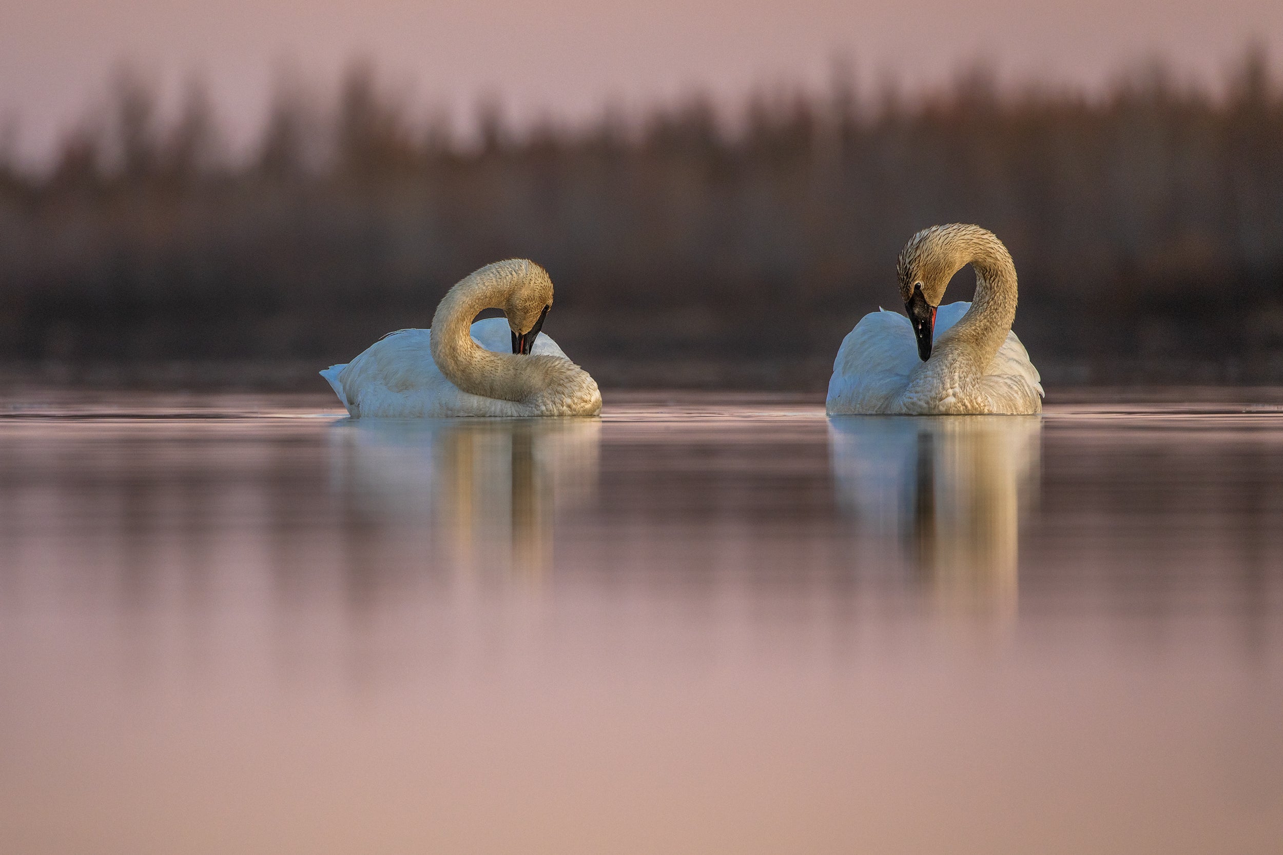 Cygne 002