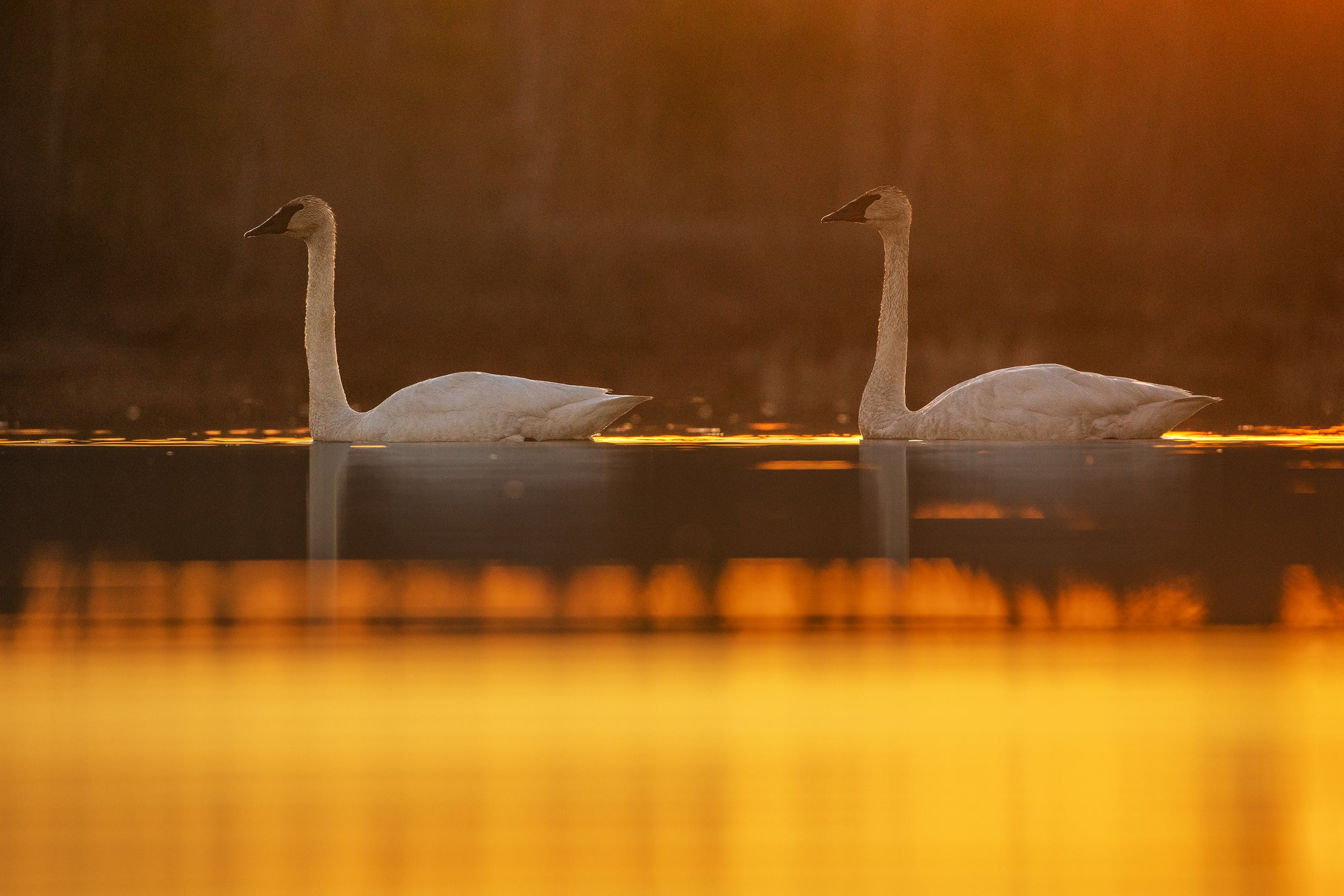 Cygne 004