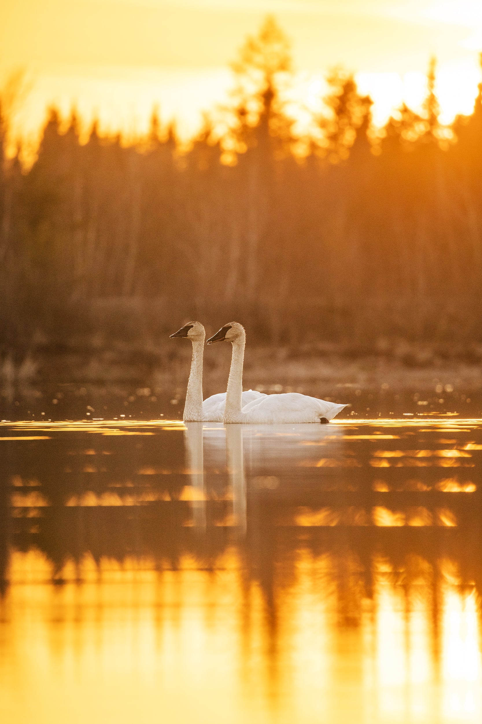 Cygne 005