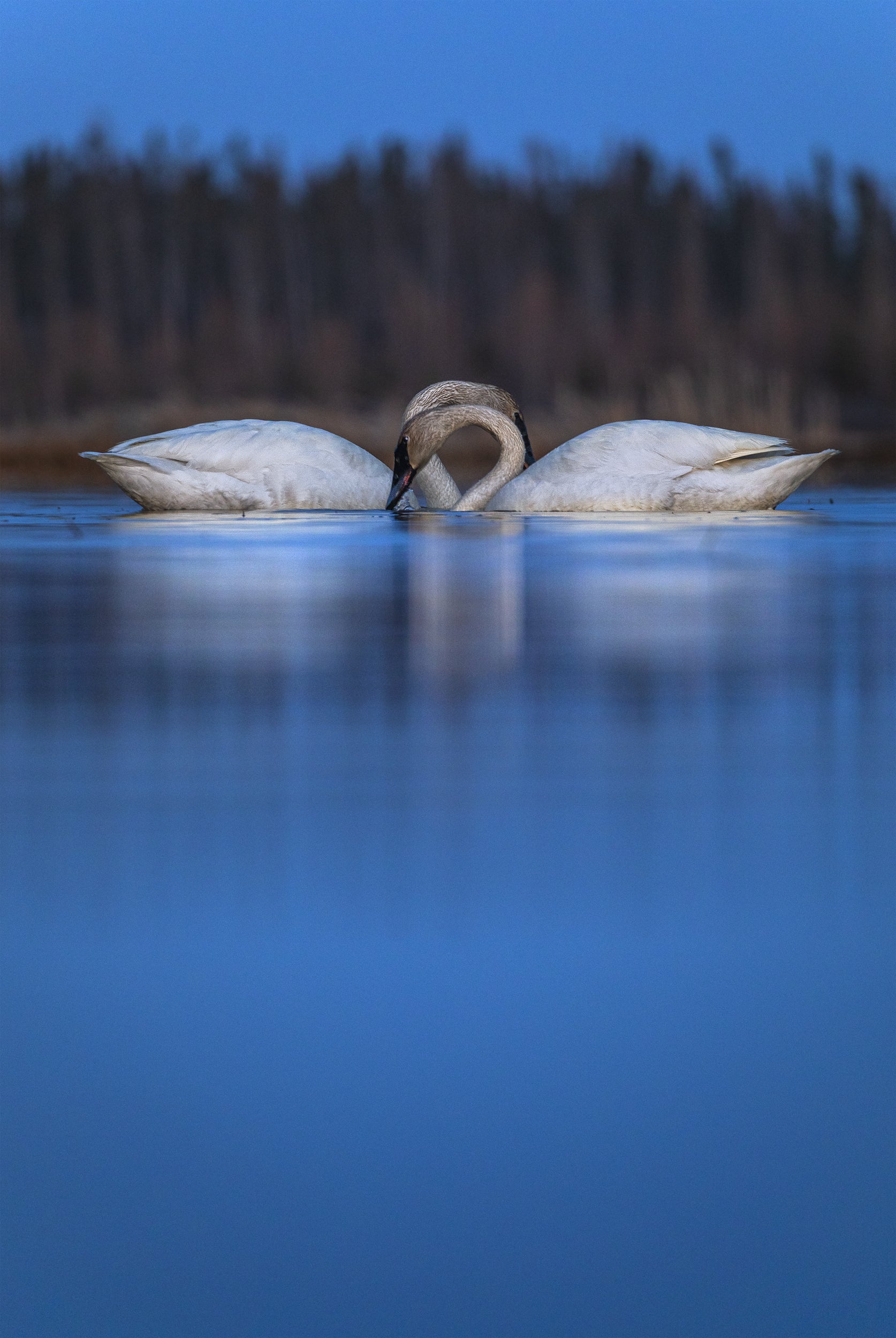 Cygne 012