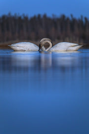 Cygne 012
