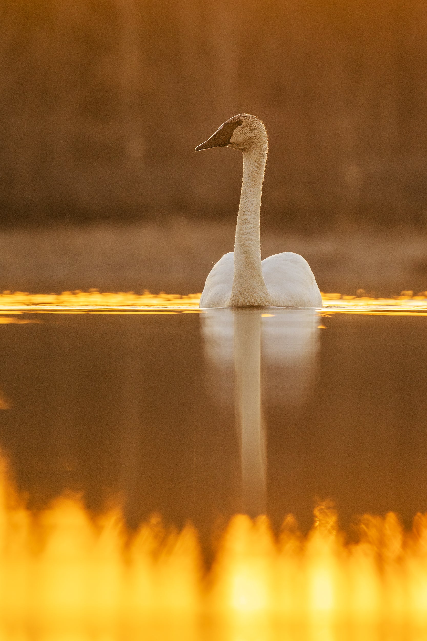 Cygne 016