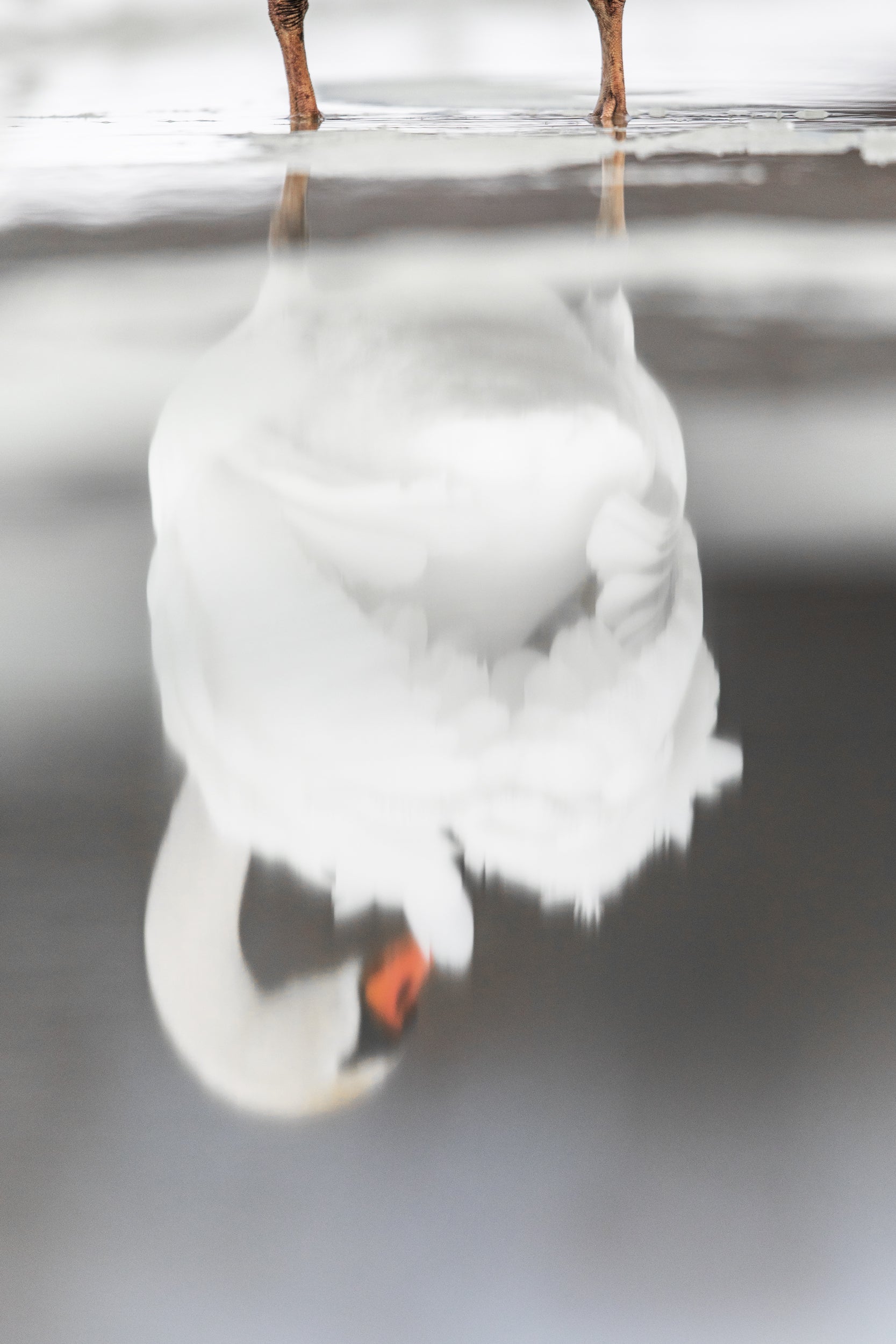 Cygne 019
