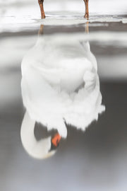 Cygne 019