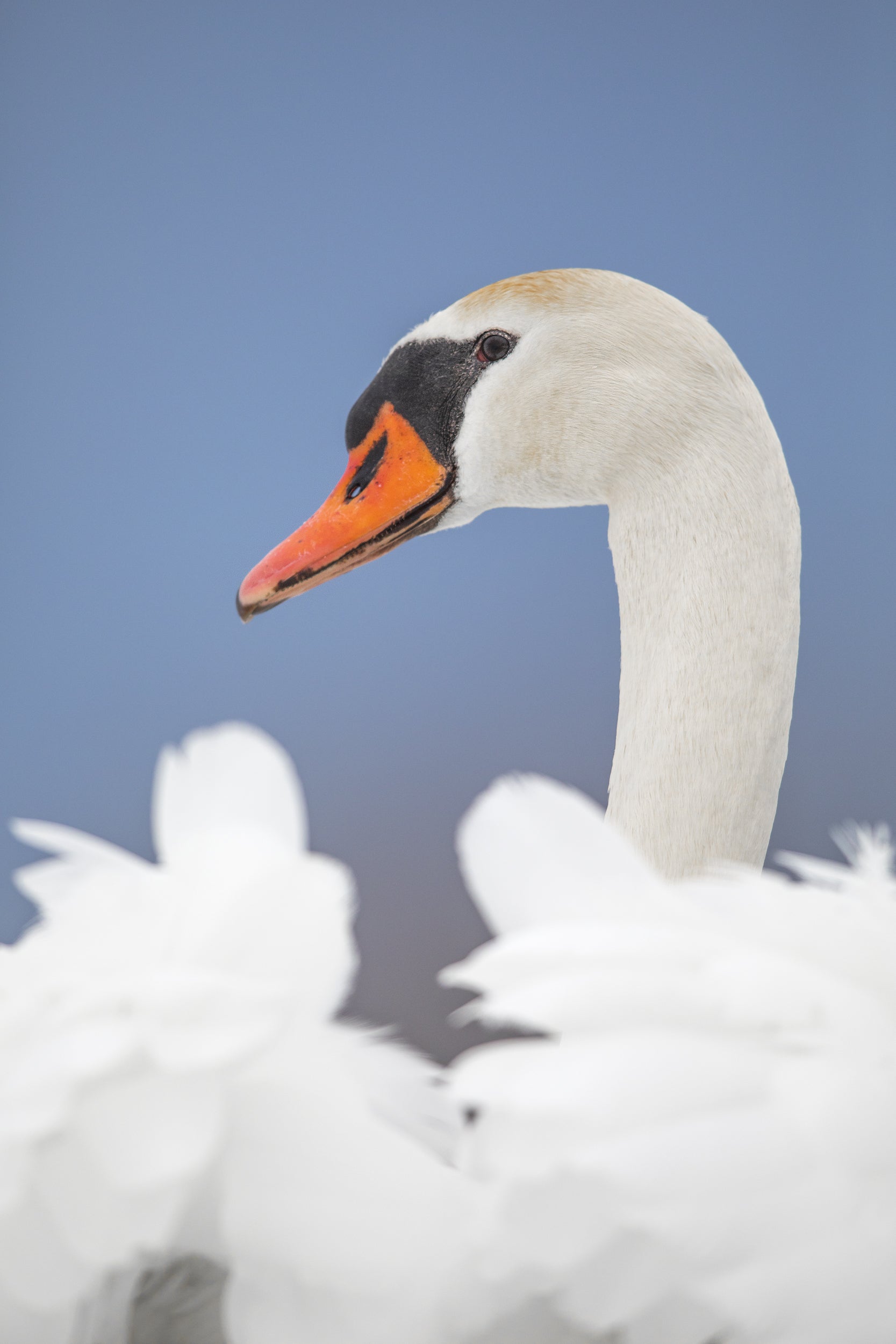 Cygne 020