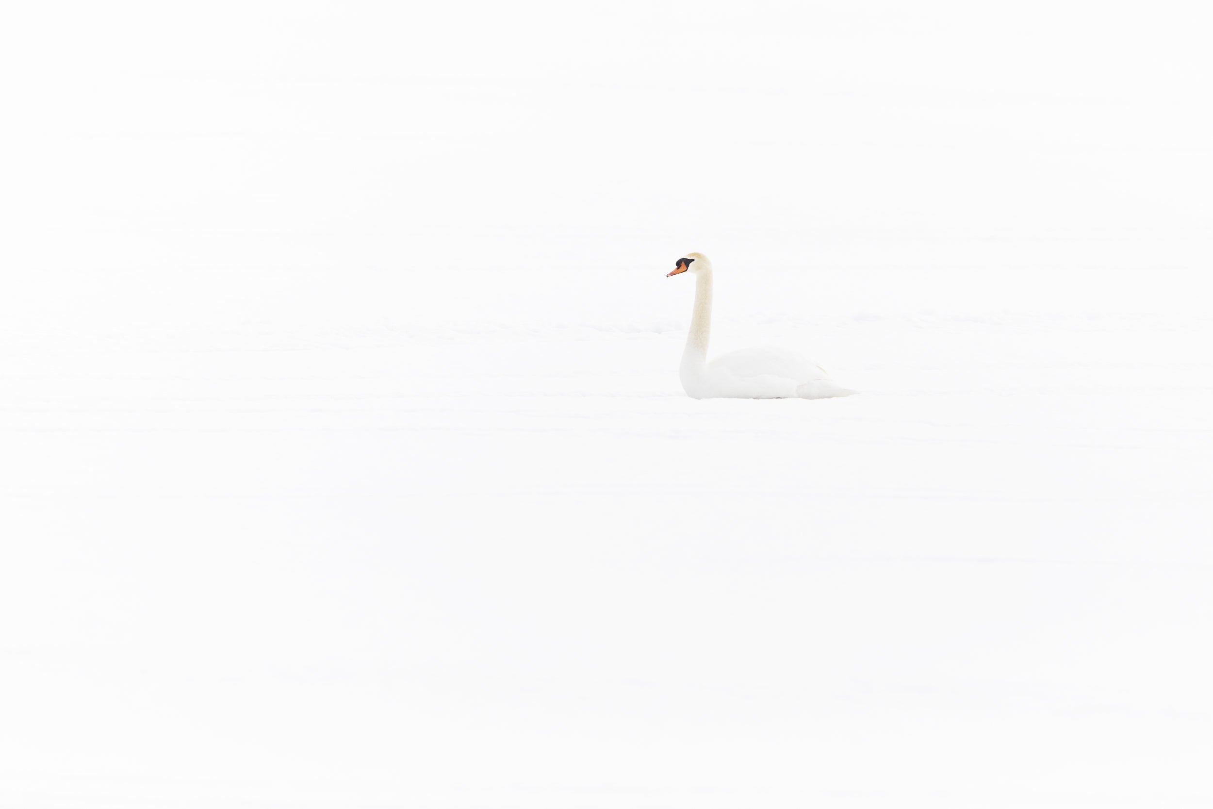 Cygne 021