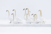 Cygne 023