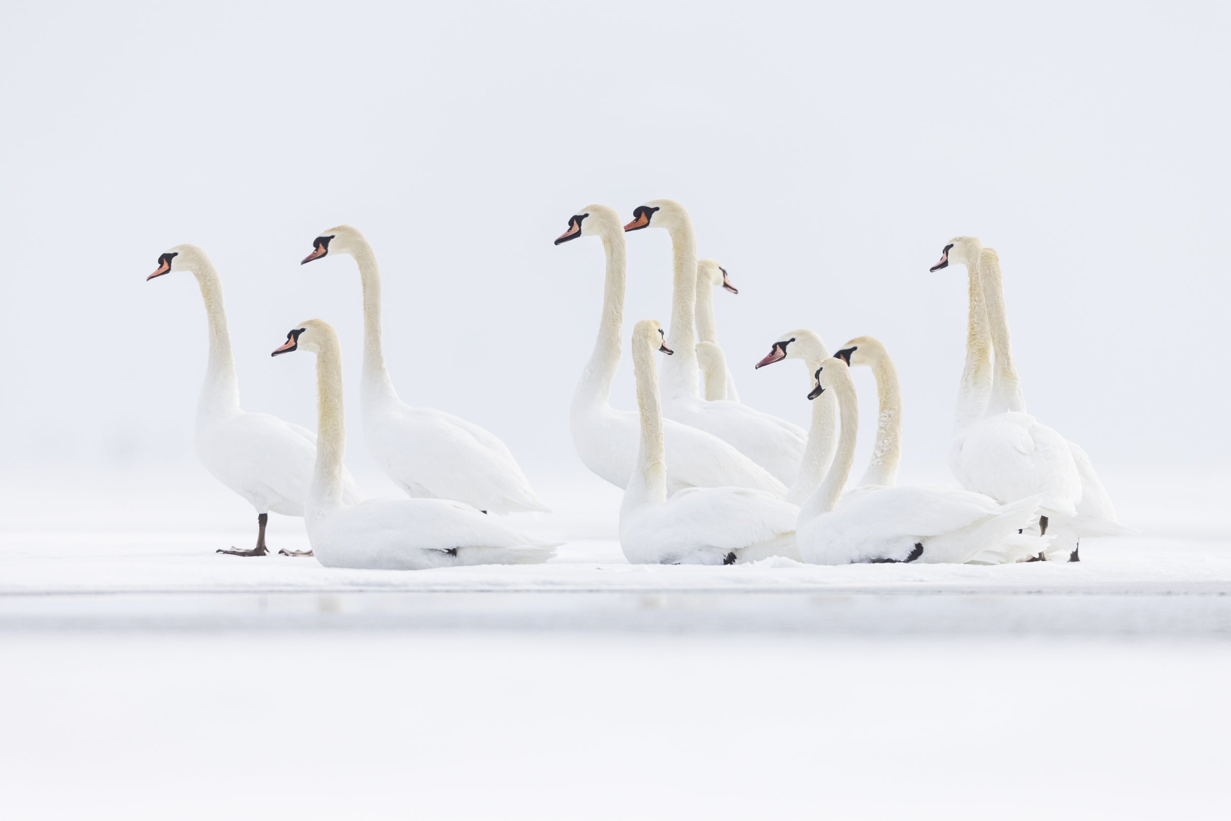 Cygne 023