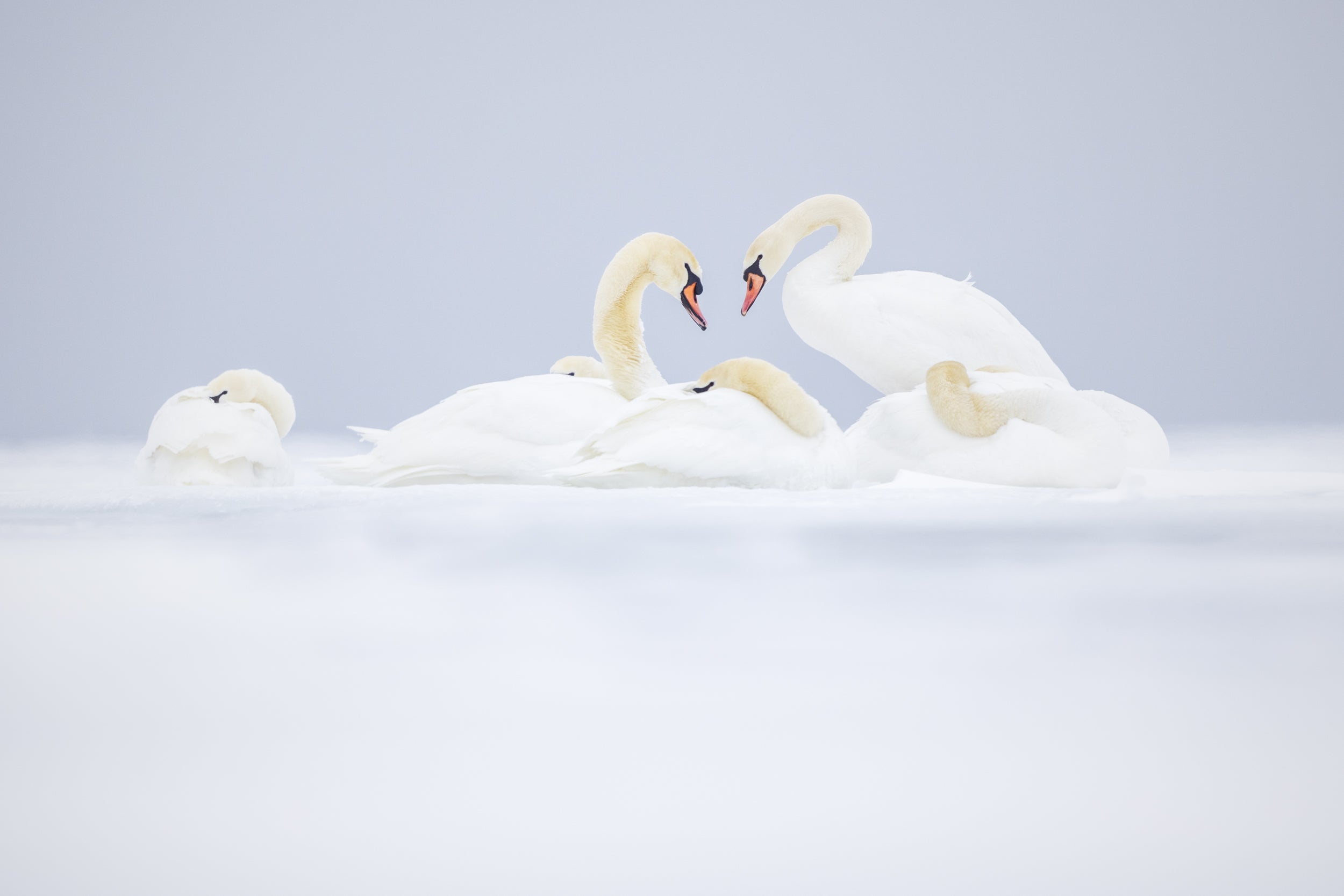 Cygne 025