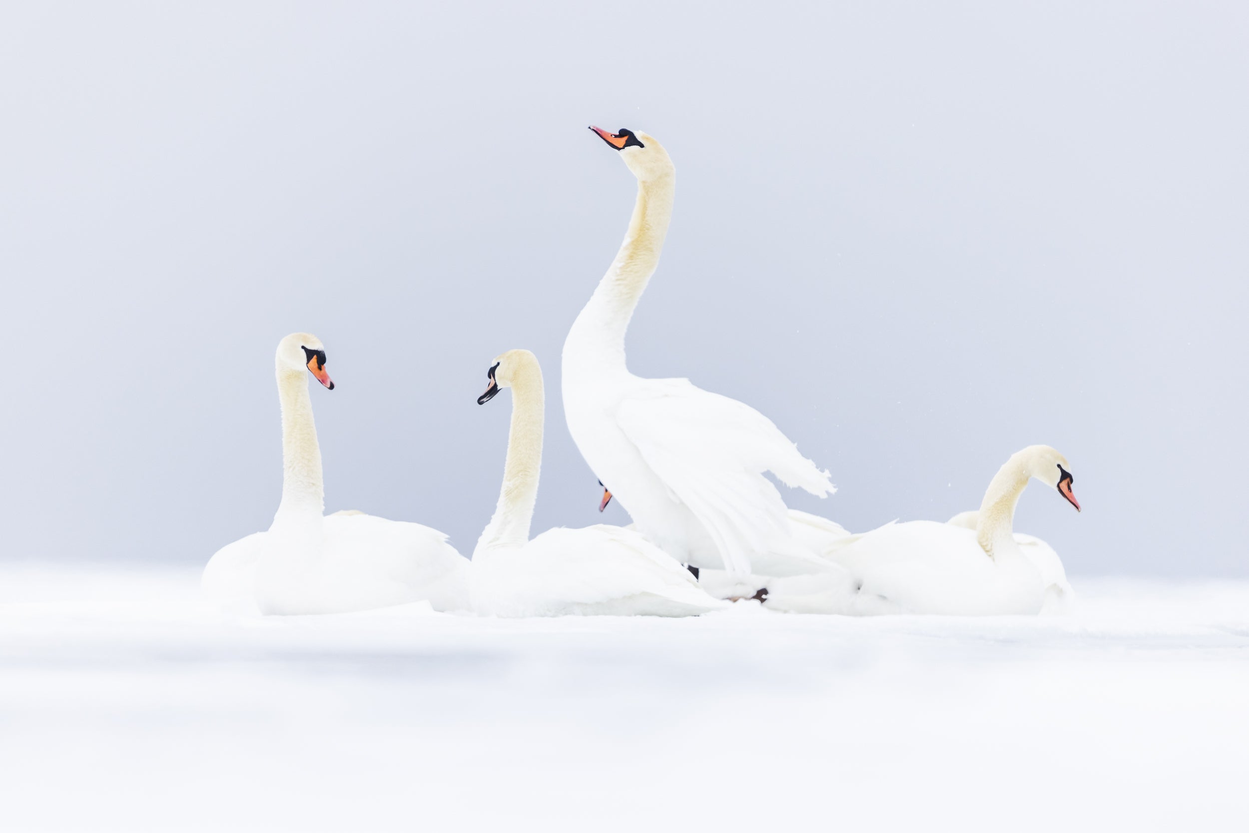 Cygne 026