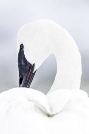 Cygne 028