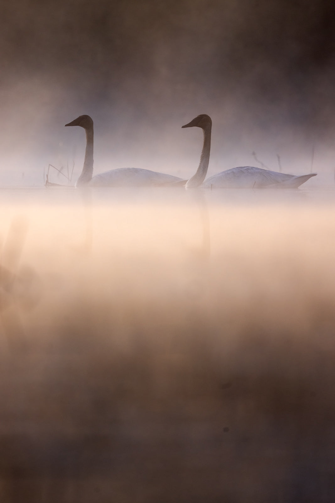 Cygne 029