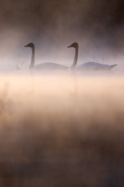Cygne 029