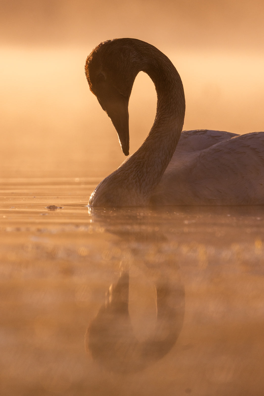 Cygne 031