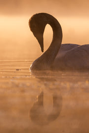 Cygne 031