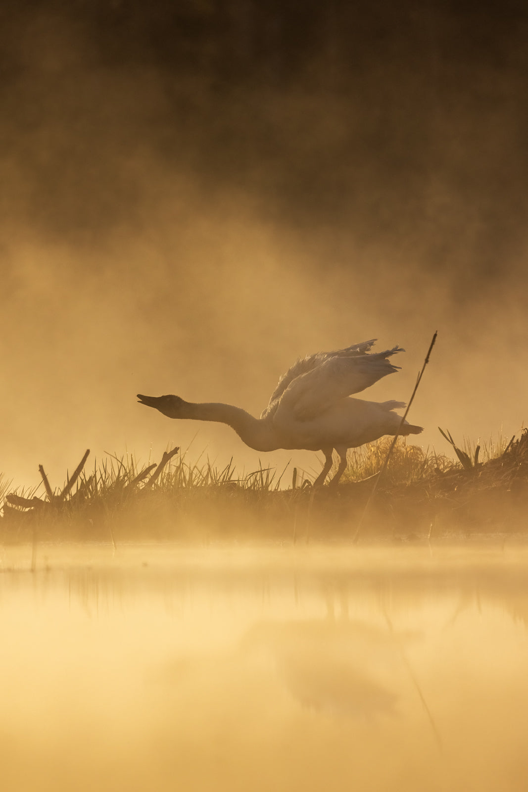 Cygne 032
