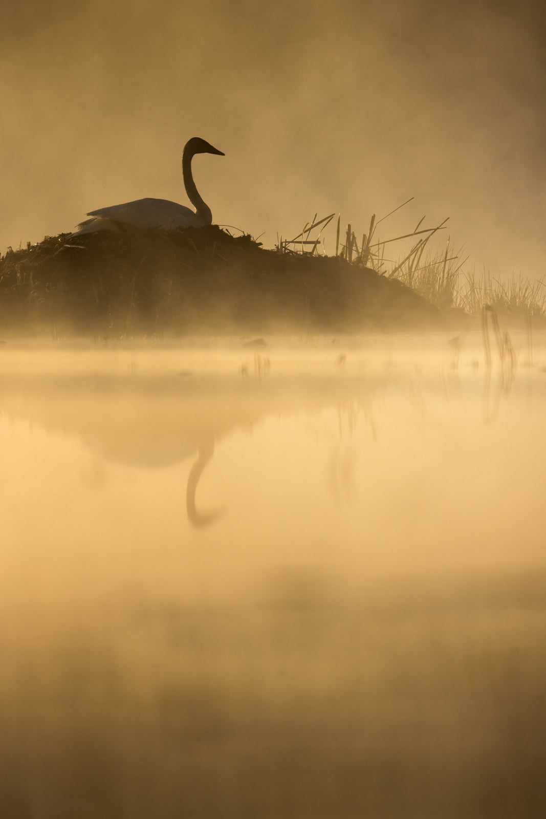 Cygne 033