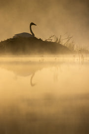 Cygne 033
