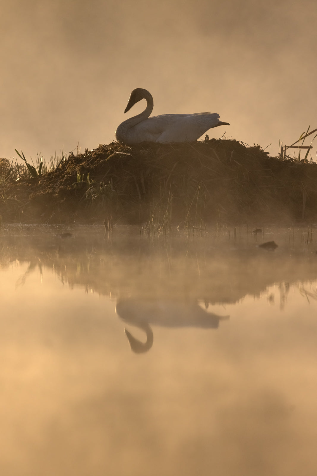 Cygne 034